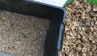 aš laikau graikinių riešutų lukštus