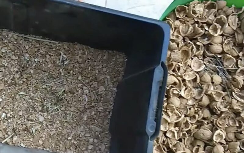 aš laikau graikinių riešutų lukštus