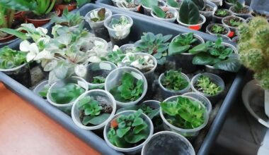 Aš per daug tręšiau žibuokles