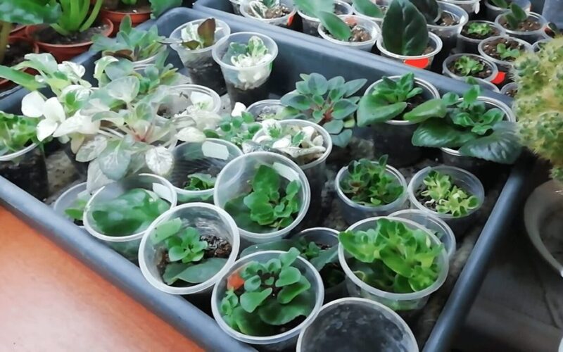 Aš per daug tręšiau žibuokles