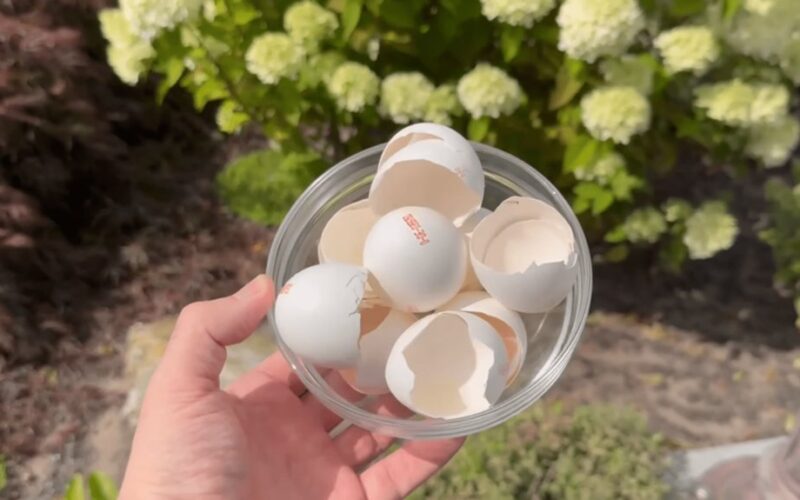 Aš pigiai naikinu šliužus