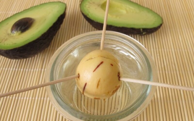 Aš pasodinau avokadą