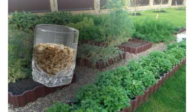 aš išbarščiau grūdus dirva pagerėjo