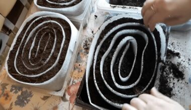 aš sėju daigus į sraigių vazonėlius