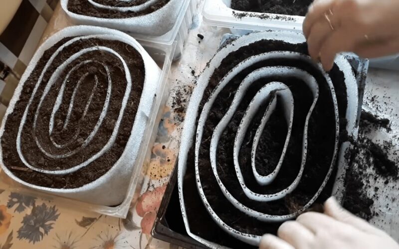 aš sėju daigus į sraigių vazonėlius