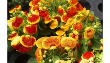 aš sėju užšalusias sėklas