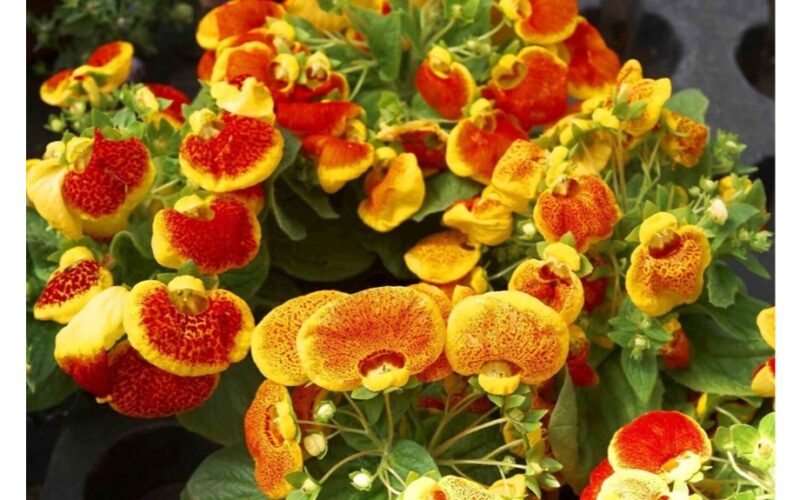 aš sėju užšalusias sėklas