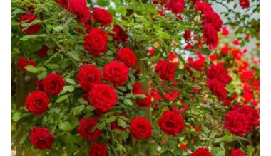 aš nebeleidiu pinigų