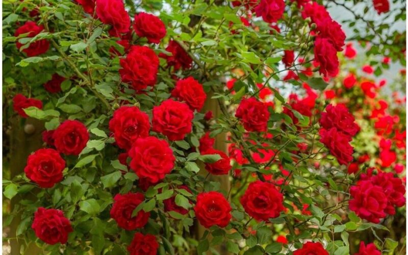 aš nebeleidiu pinigų