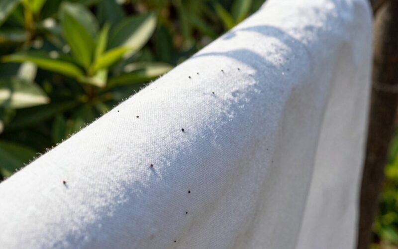 išnešiau jį į lauką