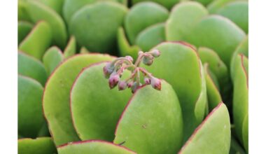 aš naudoju pagreitinimo techniką