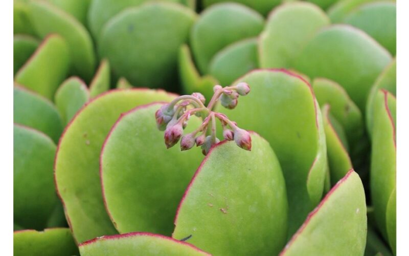 aš naudoju pagreitinimo techniką