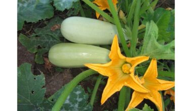 aš pasodinsiu šią cukiniją