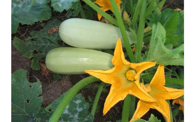 aš pasodinsiu šią cukiniją