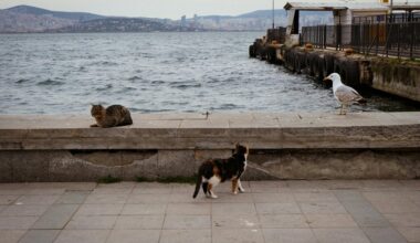 instinktyvus grobio pateikimo elgesys