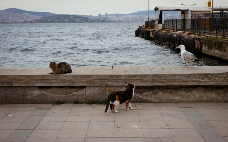 instinktyvus grobio pateikimo elgesys