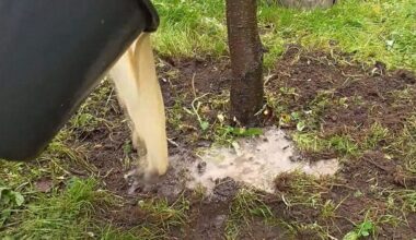 birželio tręšimas duoda 100 kg