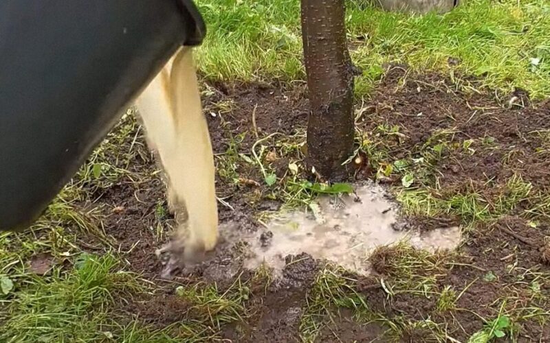 birželio tręšimas duoda 100 kg