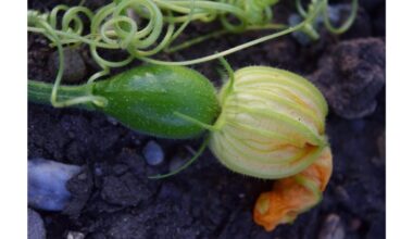 svarbus žingsnis cukinijų priežiūrai