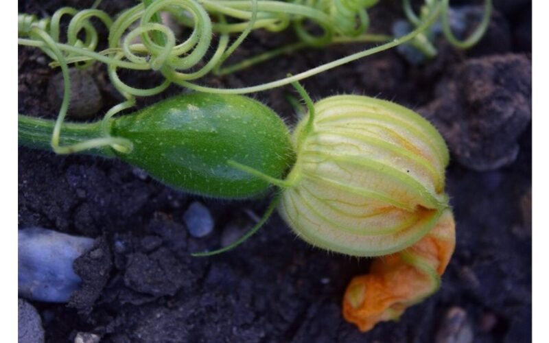 svarbus žingsnis cukinijų priežiūrai