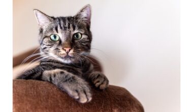 širdingai klajojančius keliu mylinčius kates