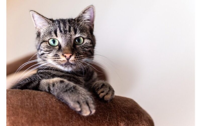 širdingai klajojančius keliu mylinčius kates