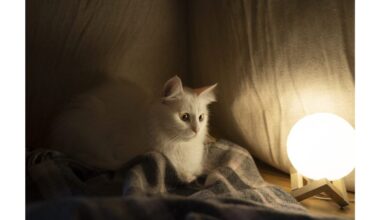 palikti šviesą katei