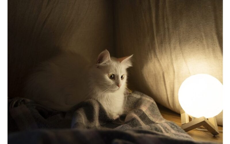 palikti šviesą katei