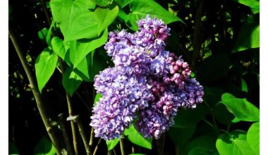 alyvinė arbata gydo viską