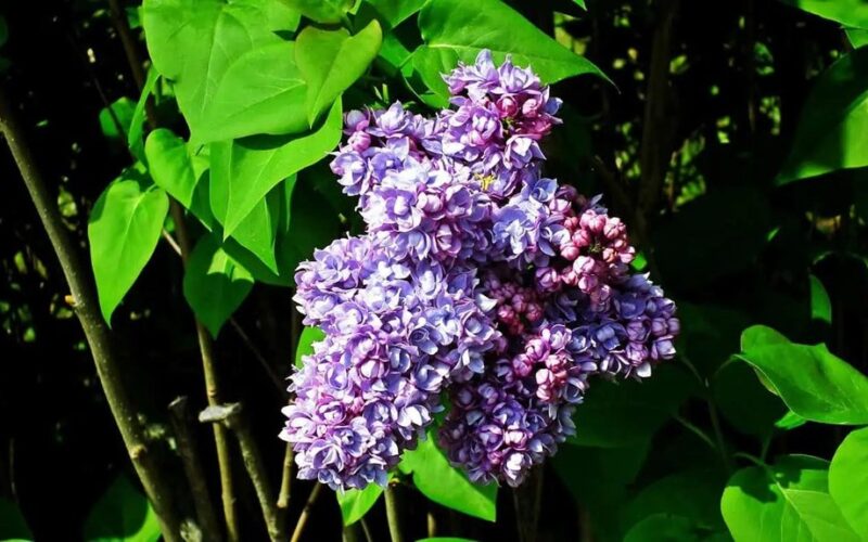 alyvinė arbata gydo viską