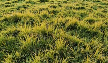 ilgi žolė nėra piktžolės