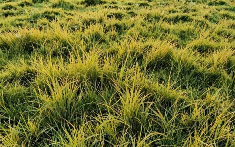 ilgi žolė nėra piktžolės