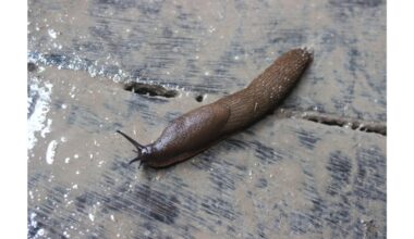 daromas masalas ne sraigės sezonas