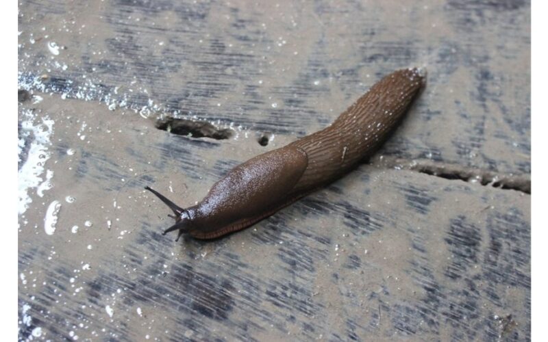 daromas masalas ne sraigės sezonas