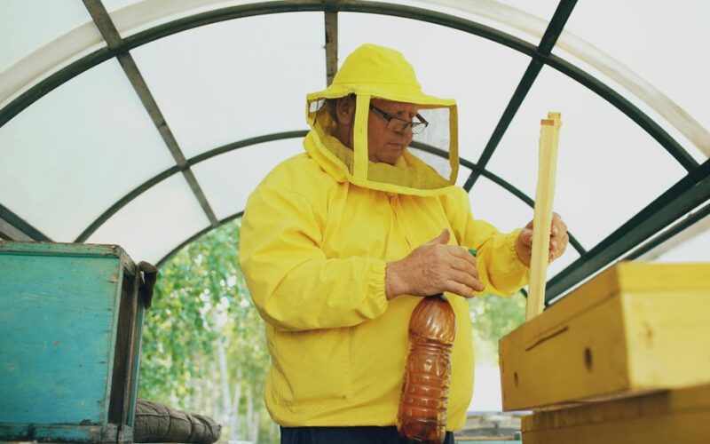 manukų medus natūralus antibiotikas