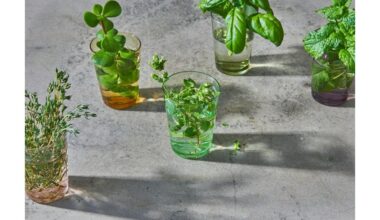 daugelis populiarių žolelių nesuderinamos kartu