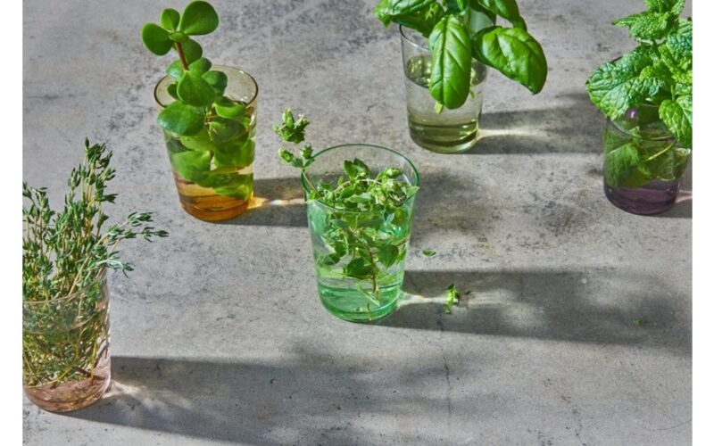 daugelis populiarių žolelių nesuderinamos kartu