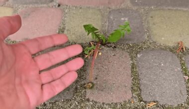 sumaišykite trijų ingredientų tirpalą greitai