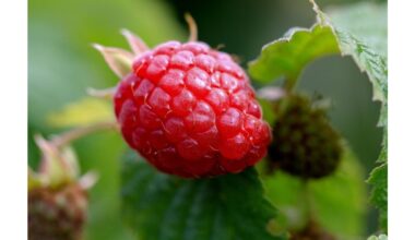 mėnesinis avietinis magiškas mirkymas