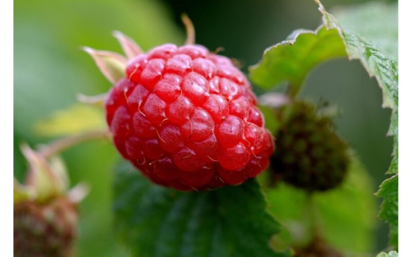 mėnesinis avietinis magiškas mirkymas