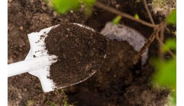 mulčiavimas kenkia dirvožemio sveikatai