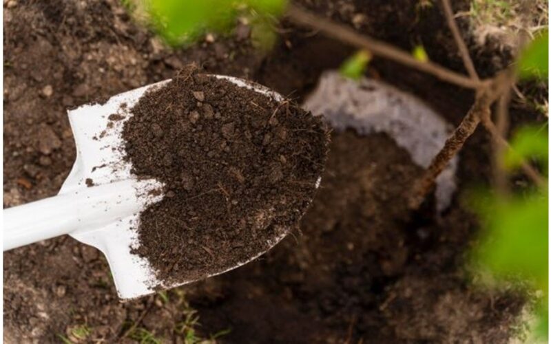 mulčiavimas kenkia dirvožemio sveikatai