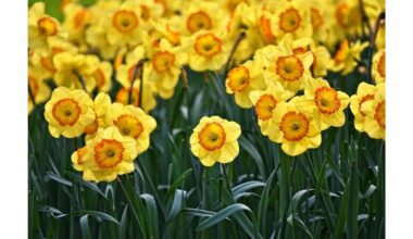 narcizų svogūnėliai, kurie nevysta arba nevysta žydėti