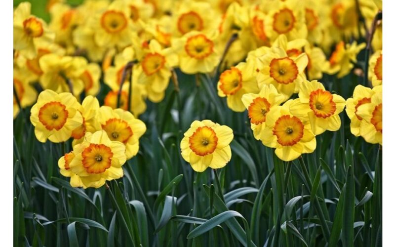 narcizų svogūnėliai, kurie nevysta arba nevysta žydėti