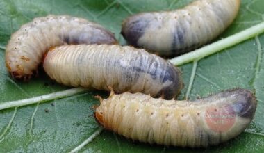 natūralus nemokamas kenkėjų kontrolė