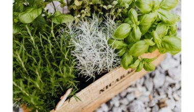 natūralios namų raminamosios žolelės