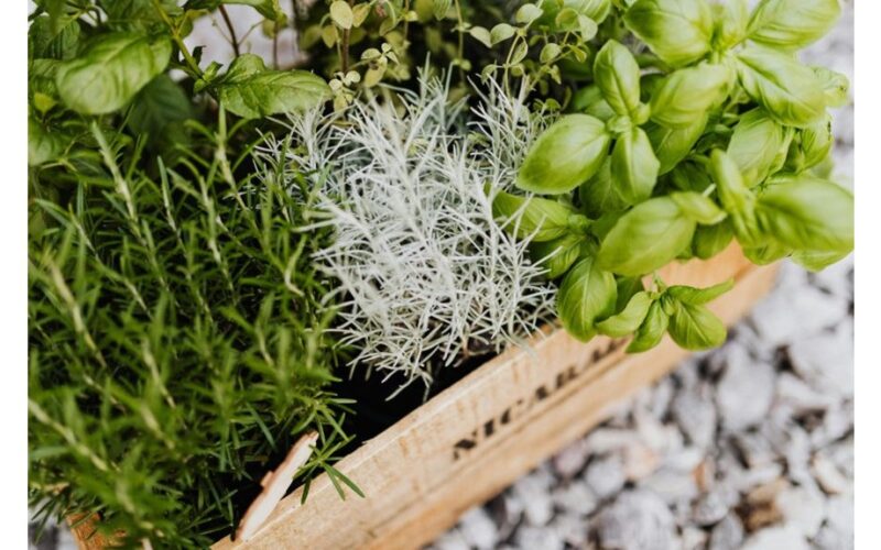 natūralios namų raminamosios žolelės