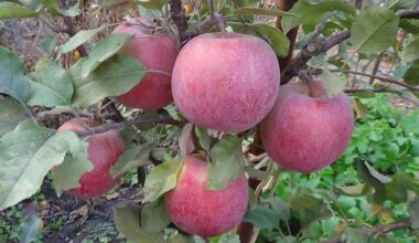 kaimynas kasa duobes paslaptingai