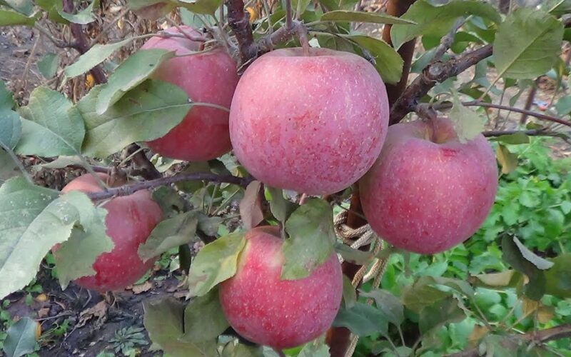 kaimynas kasa duobes paslaptingai