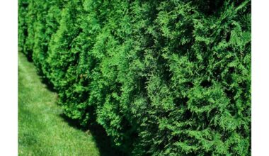 kaimynų sodininkai mane įkyriai trukdys